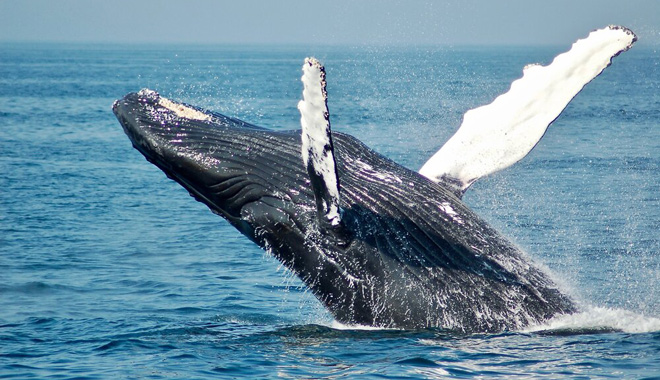 whale watching perth 060