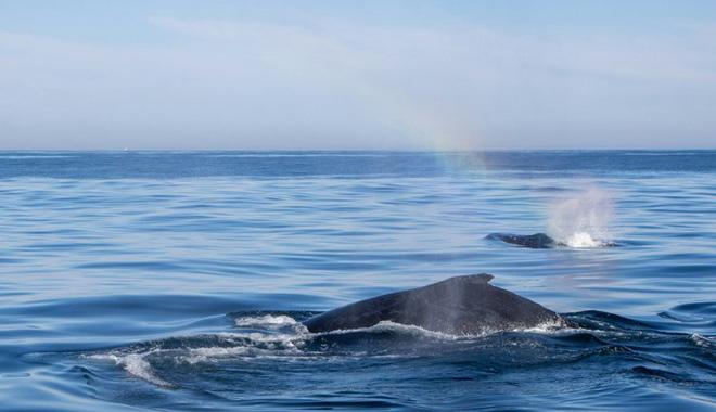 whale watching perth 070