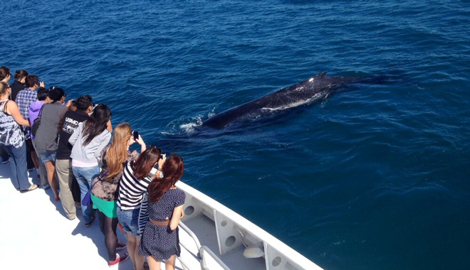 whale watching perth 075