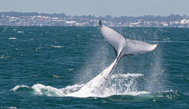 whale watching perth 079