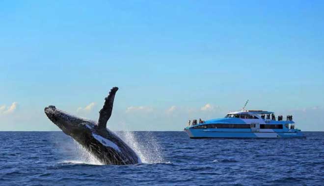 whales captain cook