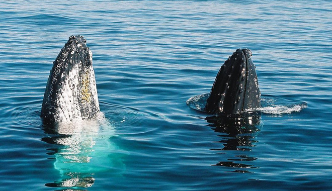 whales in paradise 2