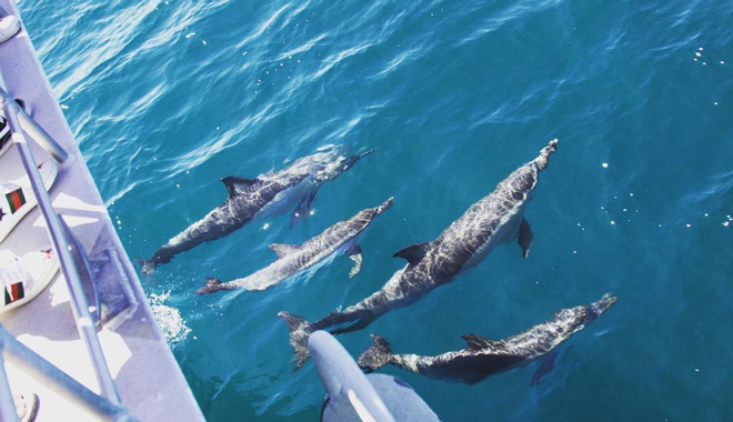 whales in paradise 3