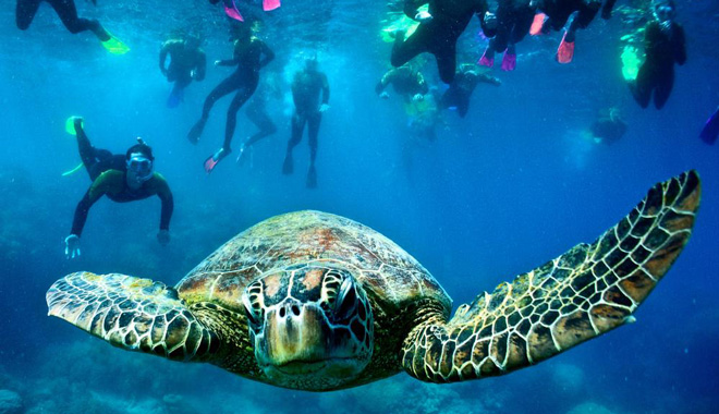 whitsunday islands sail sup snorkel day tour6