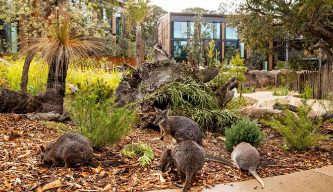 wildlife retreat at taronga1