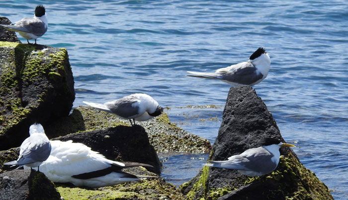 wildlife sightseeing tours on maureen or bluebird3