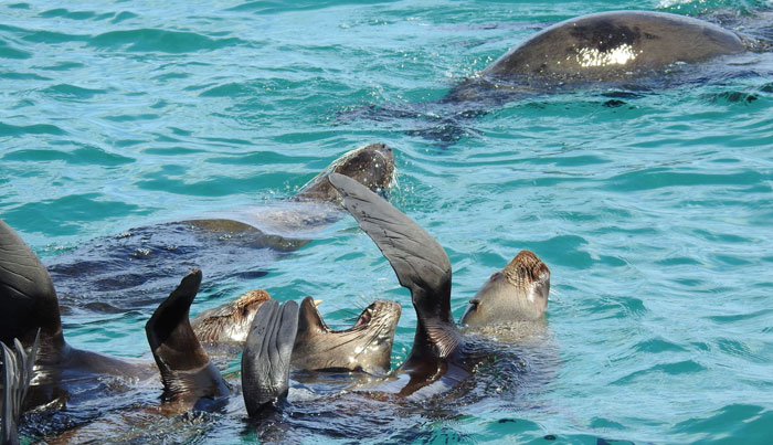 wildlife sightseeing tours on maureen or bluebird4