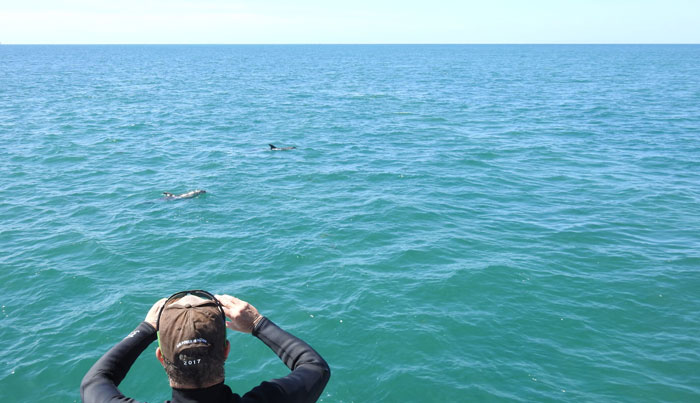 wildlife sightseeing tours on maureen or bluebird5