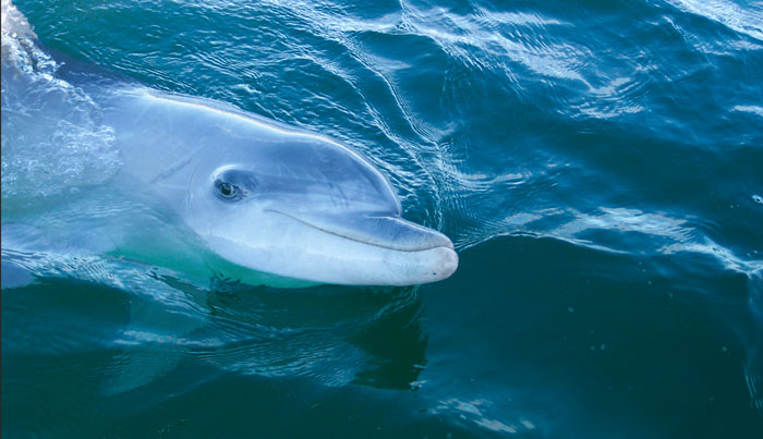 wildlife sightseeing tours on maureen or bluebird7