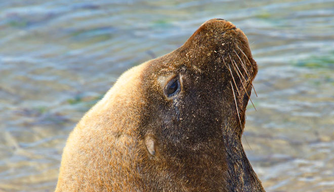 Sea Lion, Penguin Island, Shoalwater Marine Park