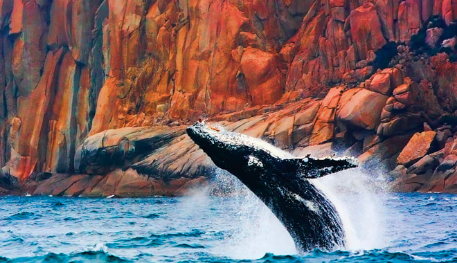 wineglass whale breaching