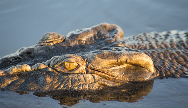 Crocodile cruising