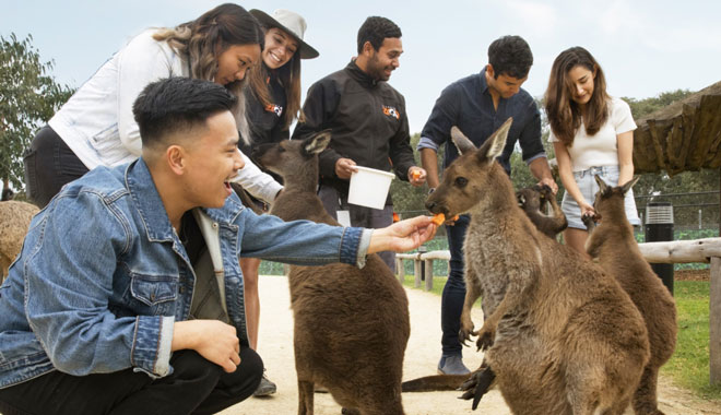 zoo sydney feed kangaroo 001
