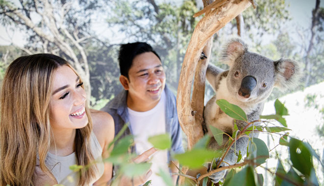 zoo sydney feed kangaroo 002