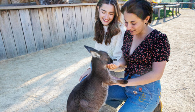 zoo sydney feed kangaroo 009